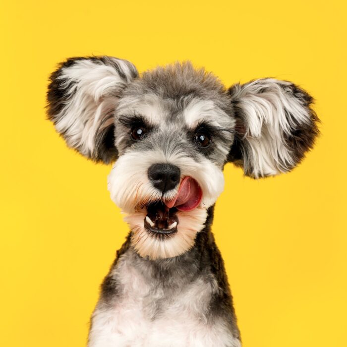 Chien