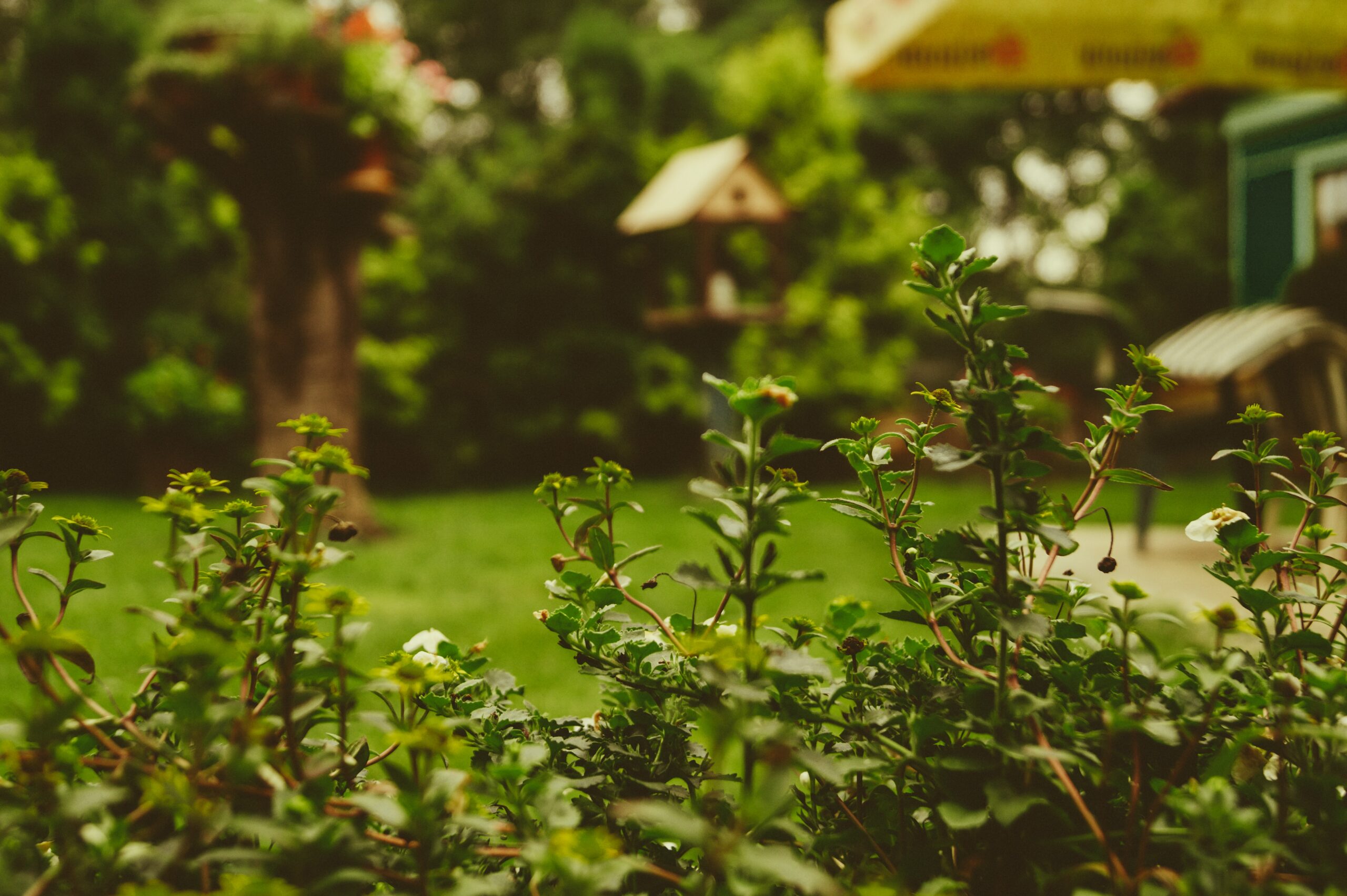 jardin